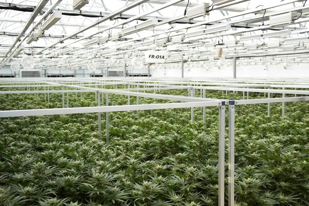 Why GFCI Requirements Are Reshaping Electrical Design in Cannabis Cultivation