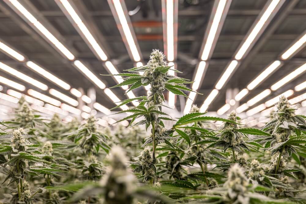 A Practical Guide to Evaluating Older LED Lighting Systems