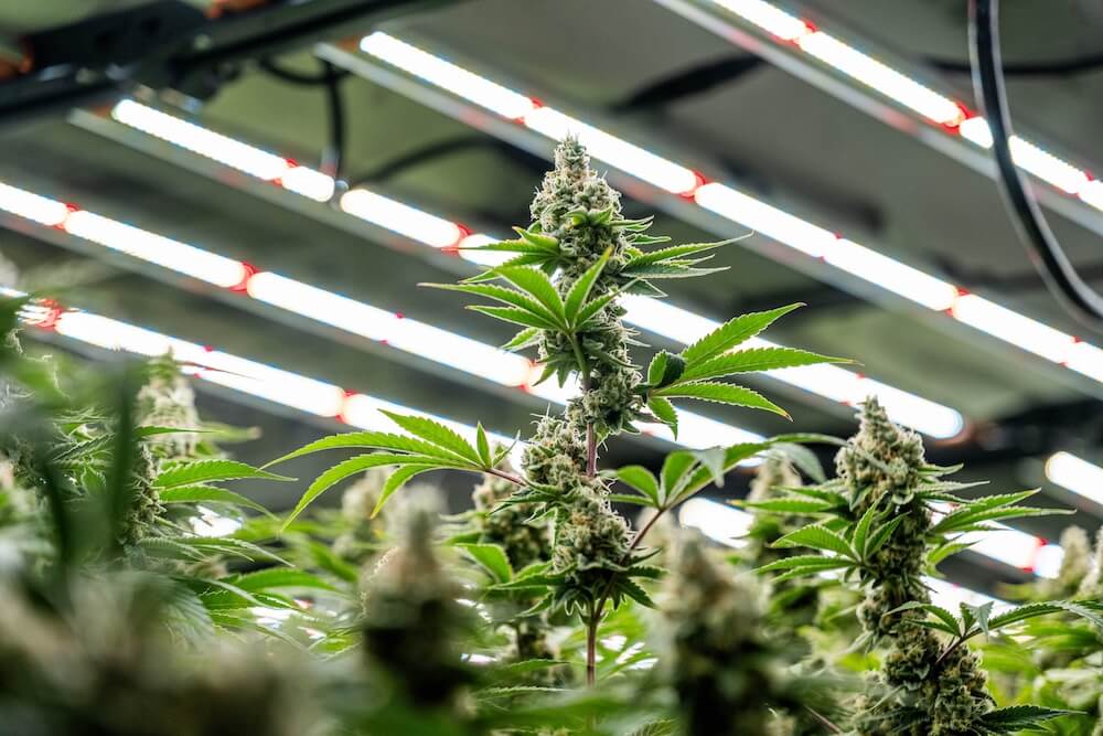 LED vs. Fluorescent Lights for Cannabis: Which Lights are Better