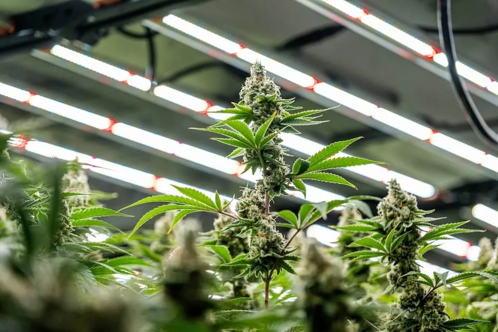 LED vs. Fluorescent Lights for Cannabis: Which Lights are Better