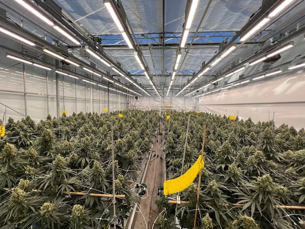 Commercial cannabis cultivation under adjustable LED grow lights for cannabis.