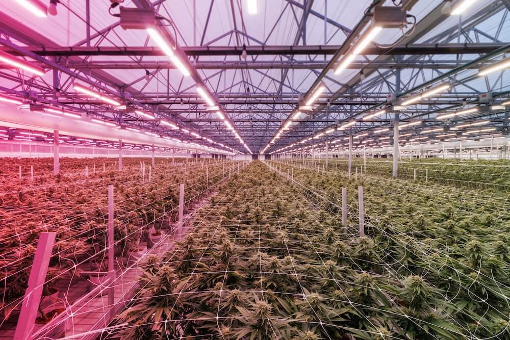 Efficiënt kweken met regelbaar spectrum