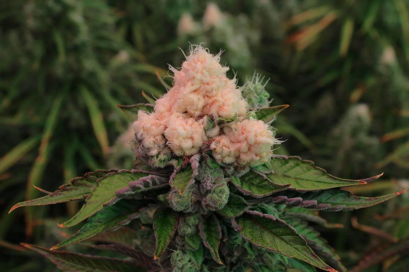 The Role of Red Light in Cultivation - Fluence