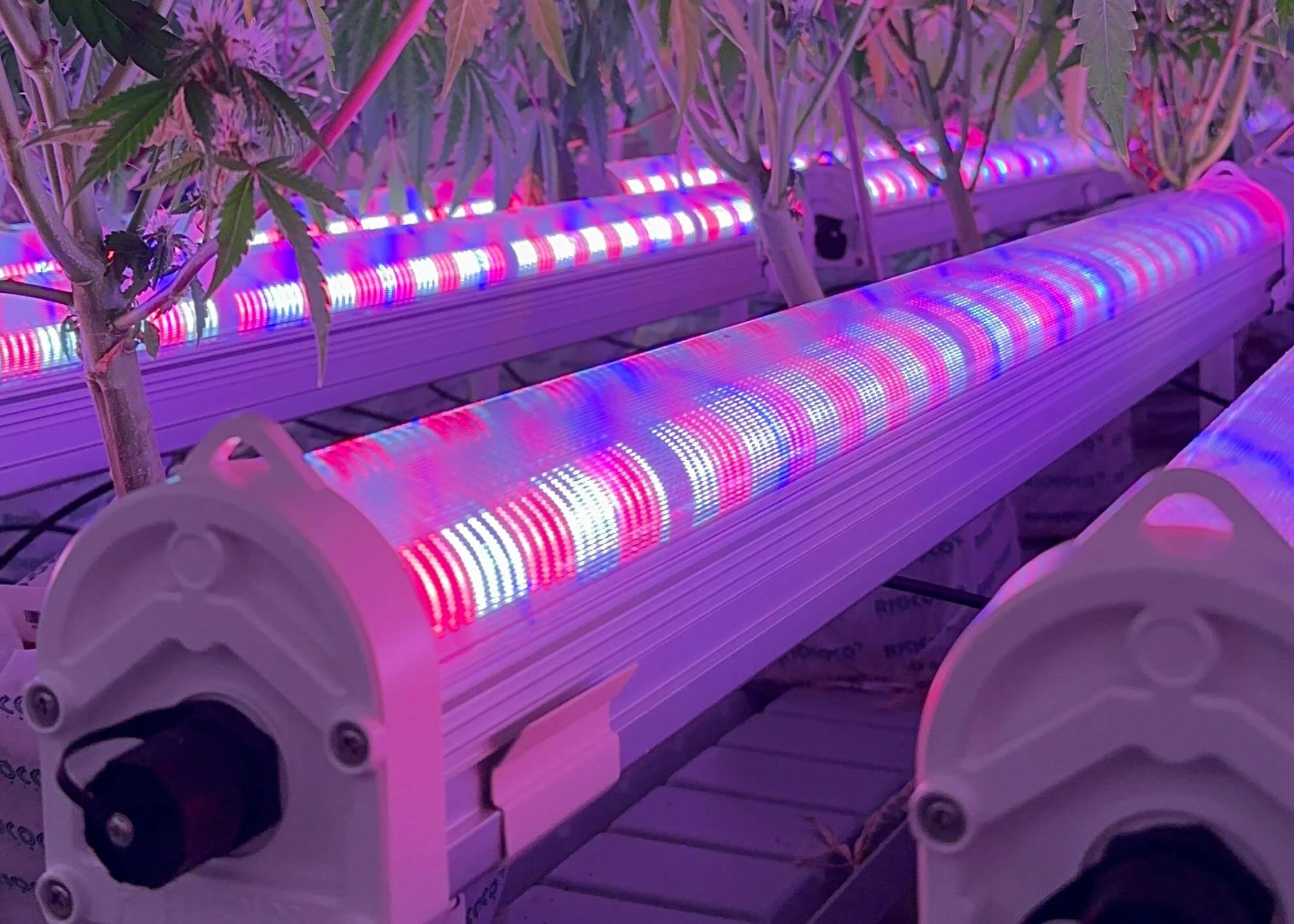 Under Canopy Lighting for Cannabis: Rethinking the Lower Canopy