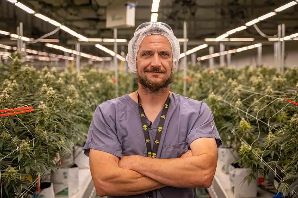 A man in scrubs stands among mature cannabis under LED grow lights in a commercial cannabis cultivation facility.