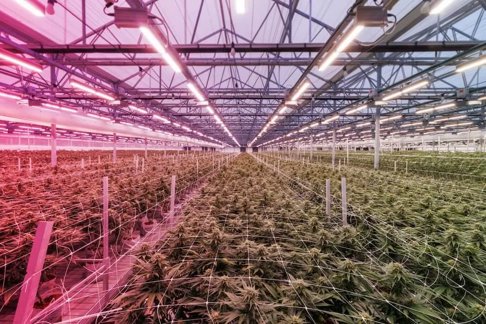 Efficiënt kweken met regelbaar spectrum