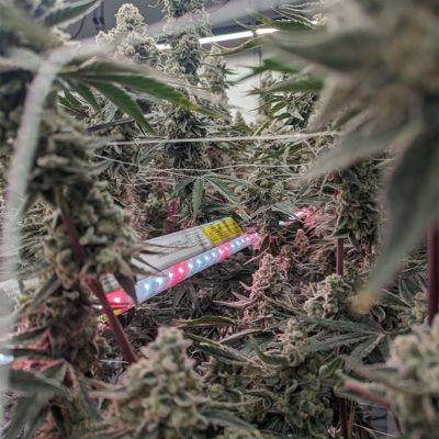 Mature cannabis plants under advanced LED grow lights for commercial cultivation.