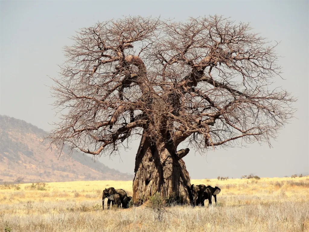 A huge old baobab tree growing in  the African savannah offers shelter and shade to animals and importantly impacts the biodiversity. 