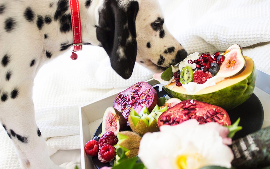 5 Puppy Food Puzzle Toys That Build Confidence and Calm