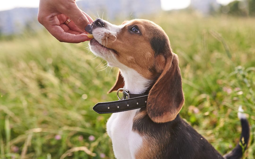 Choosing the Right Puppy Training Treats
