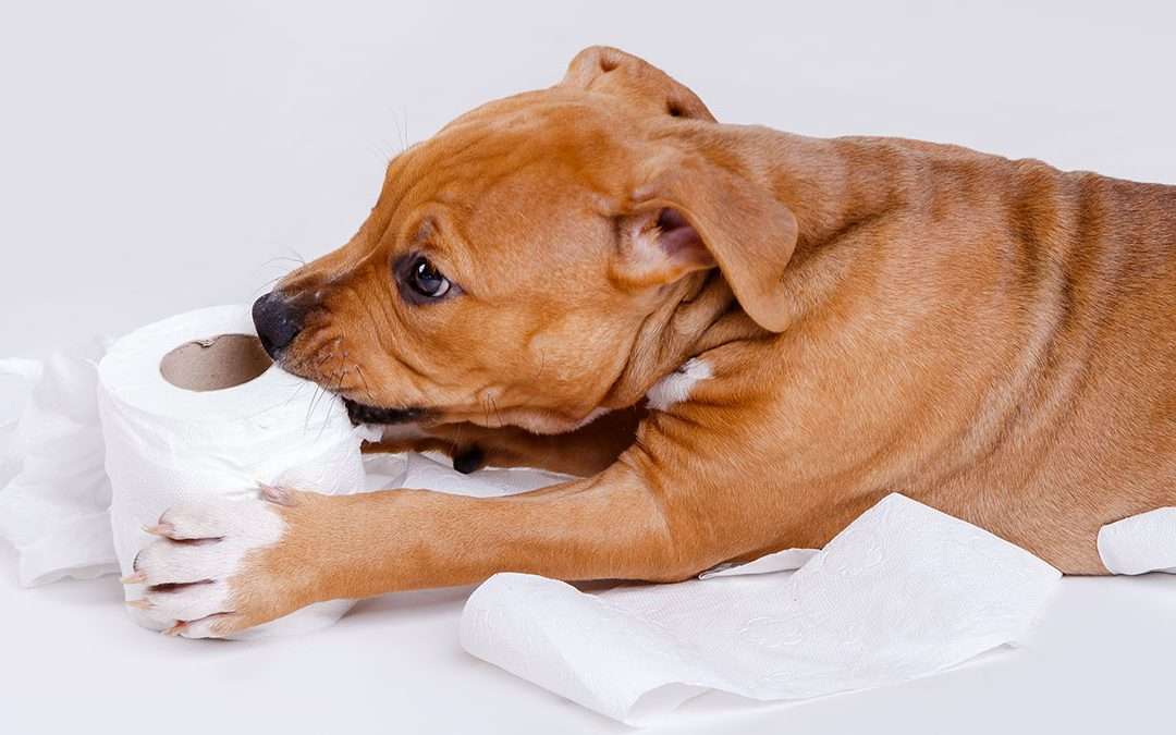 House Training 101: A Realistic Guide for Exhausted Puppy Parents