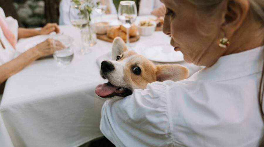 Tag hunden med til Frankrig