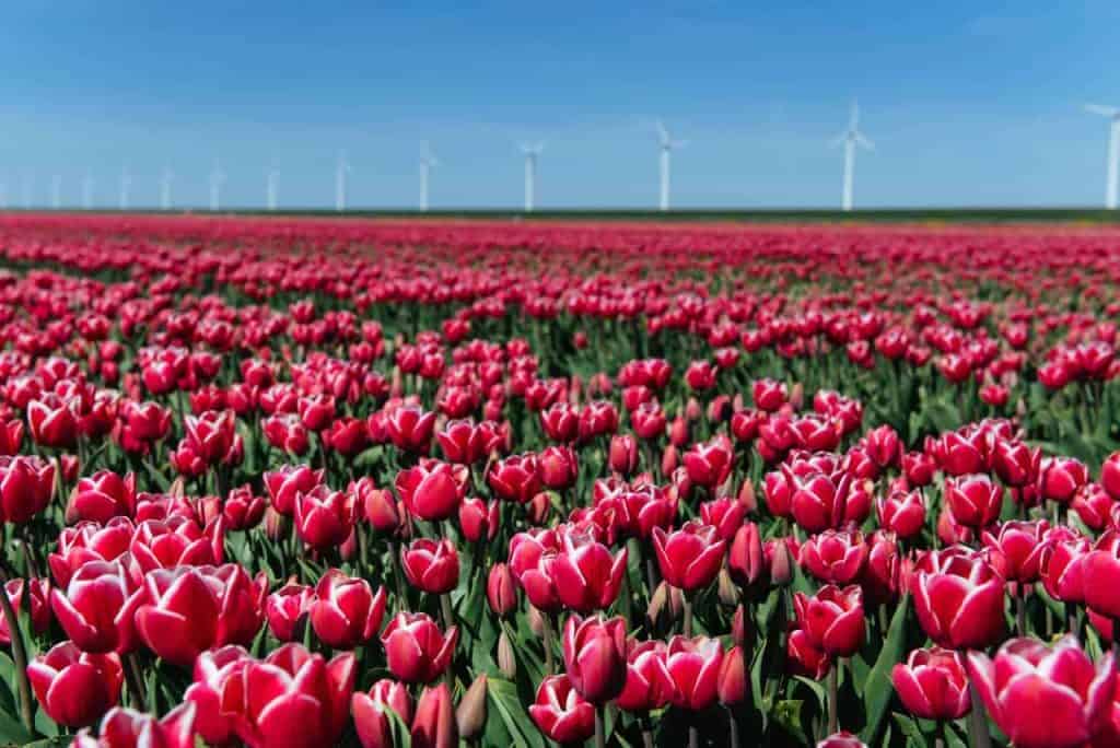attractions in netherlands