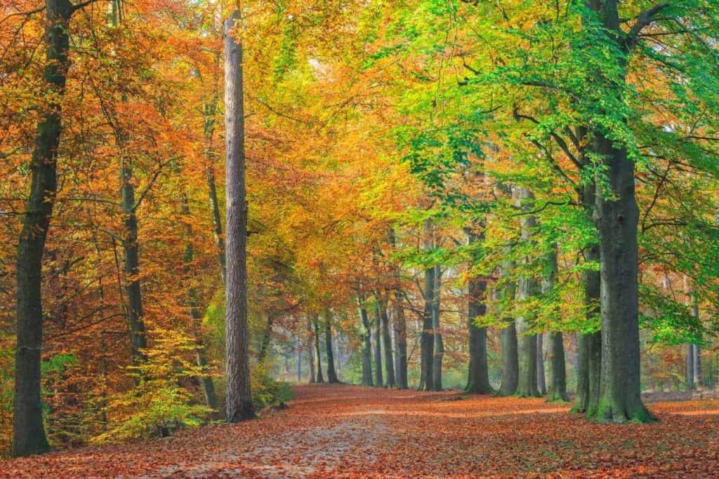 de hoge veluwe