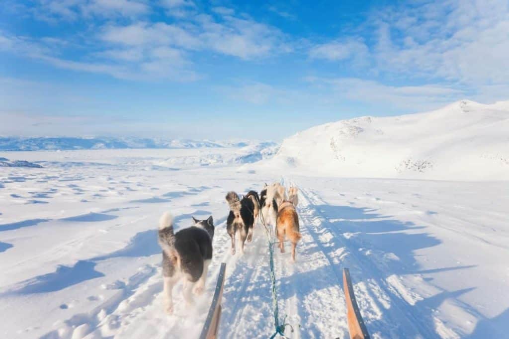 dogsledding in greenland