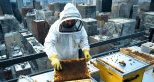 urban beekeeping