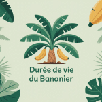 durée de vie d'un bananier illustration cycle tiges et souche