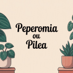 peperomia vs pilea visuel principal plantes d'intérieur