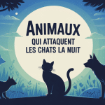 quel animal peut attaquer un chat la nuit, illustration chat surveillé par animaux dans jardin