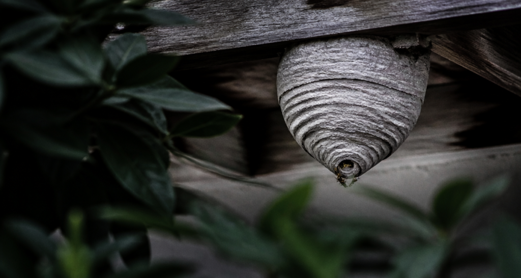 à quoi ressemble un nid de guêpes gris strié