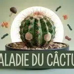 cactus malade avec taches brunes et pourriture