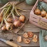 Quand récolter les oignons, oignons fraîchement récoltés sur table de jardin