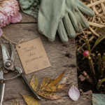 quand tailler les pivoines sur plan de travail de jardinage