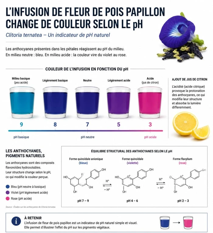 Infographie montrant le changement de couleur de l'infusion de fleur papillon Clitoria ternatea selon le pH