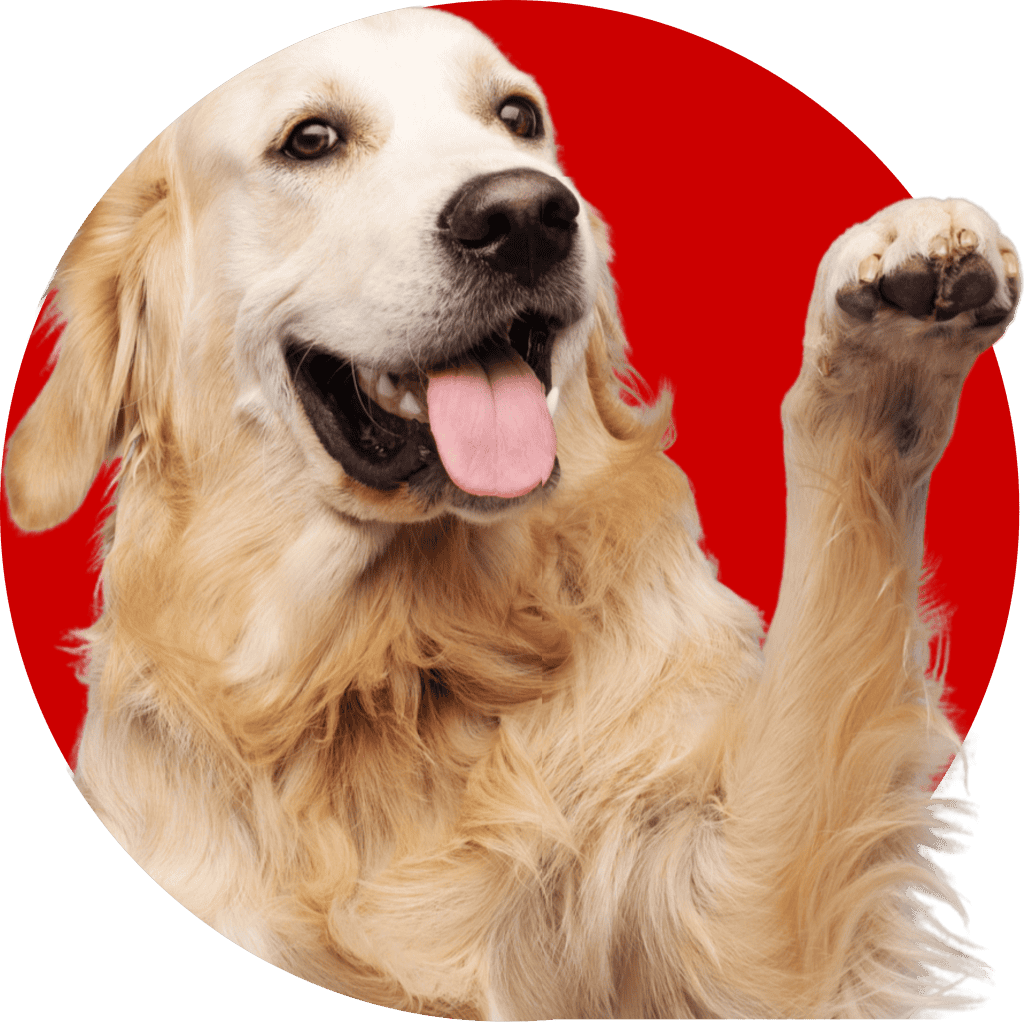 About 1 Golden retriever red circle