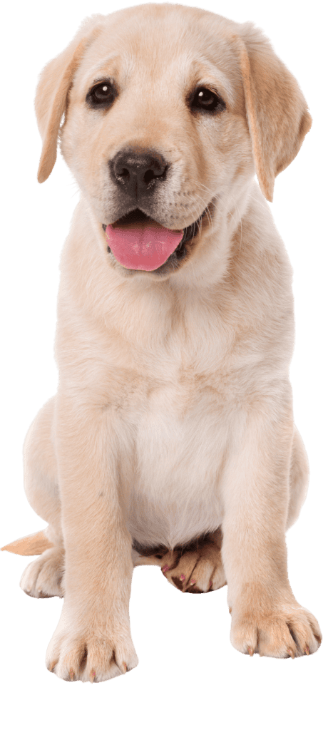 Puppy