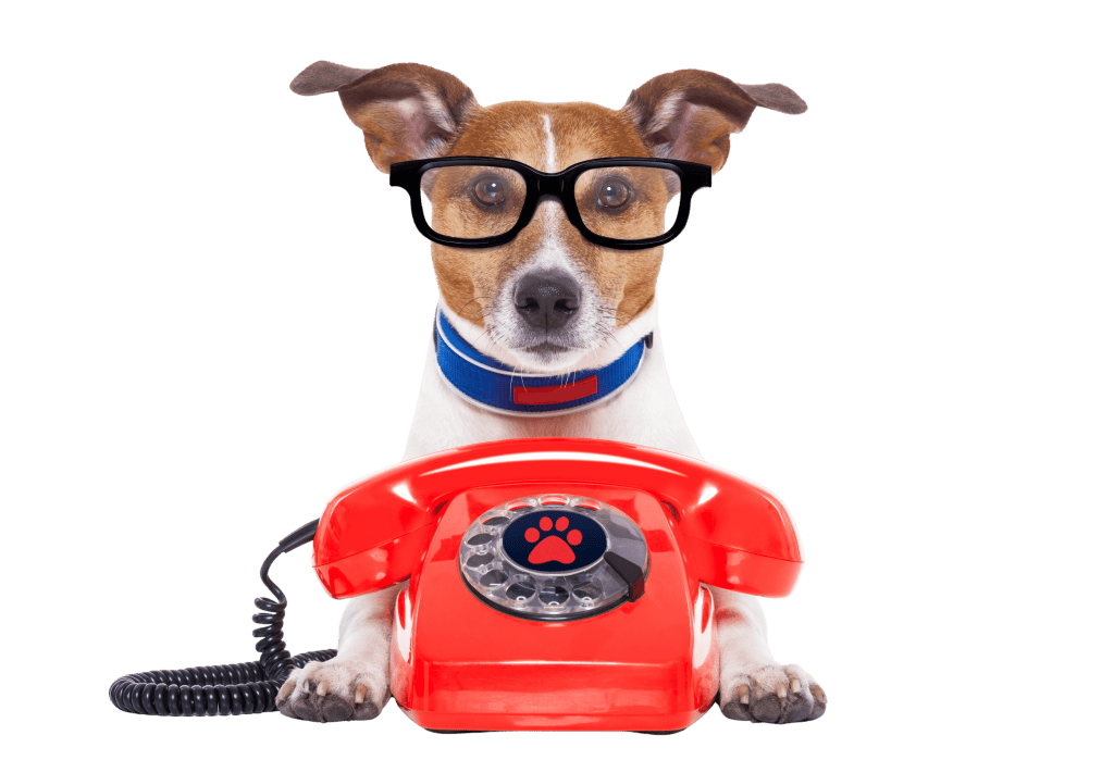 Communicating with care 5 A jack russell dog answering the phone