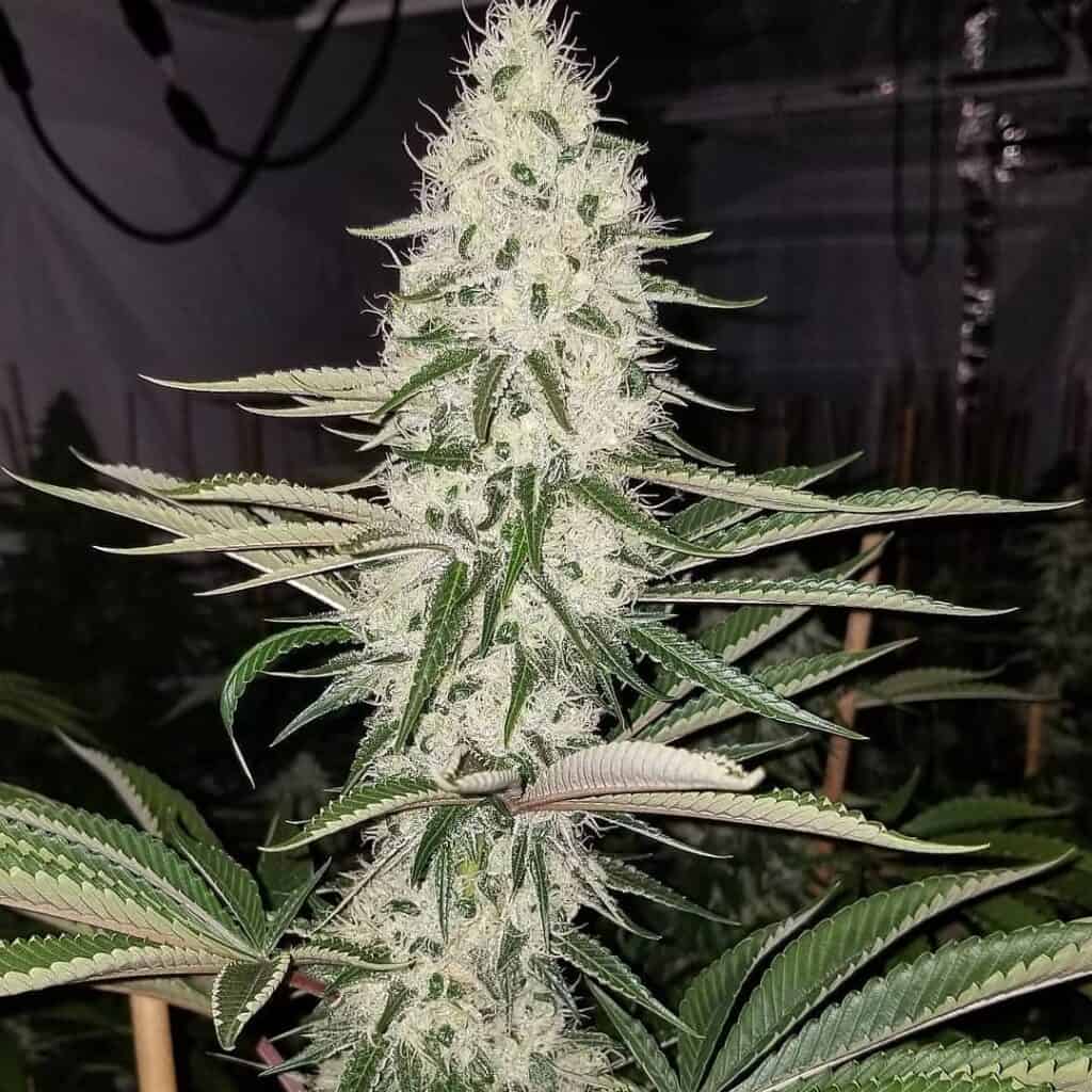 High-Quality Cannabis Plant for Sale.