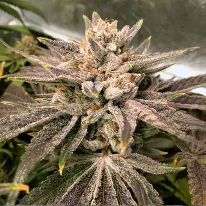 Close-up of a mature Golden Goose cannabis plant with frosty buds and vibrant purple leaves.
