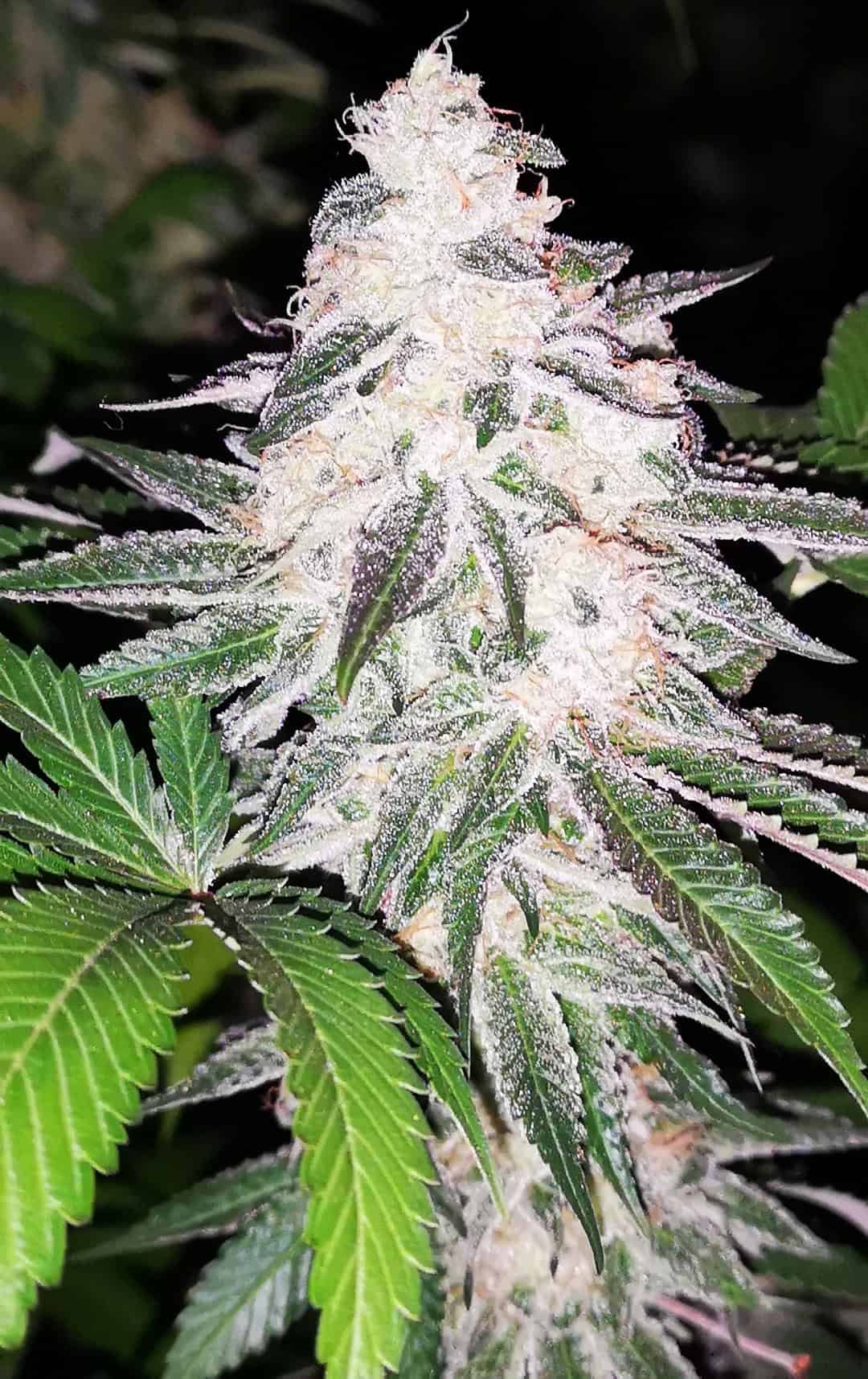 Close-up of a flowering cannabis plant with frosty trichomes and vibrant green leaves.