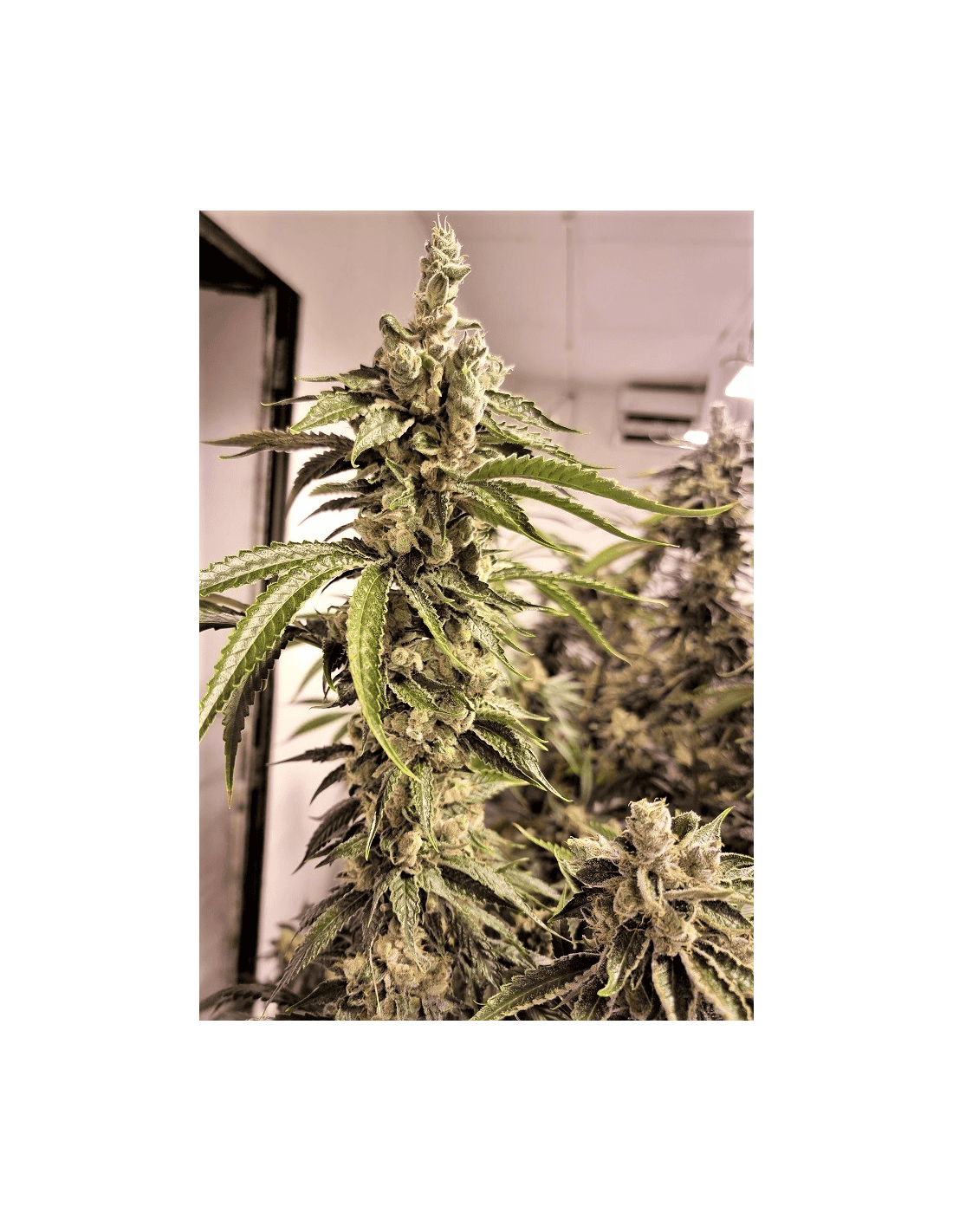 Pineapple Chem no.12 - clone