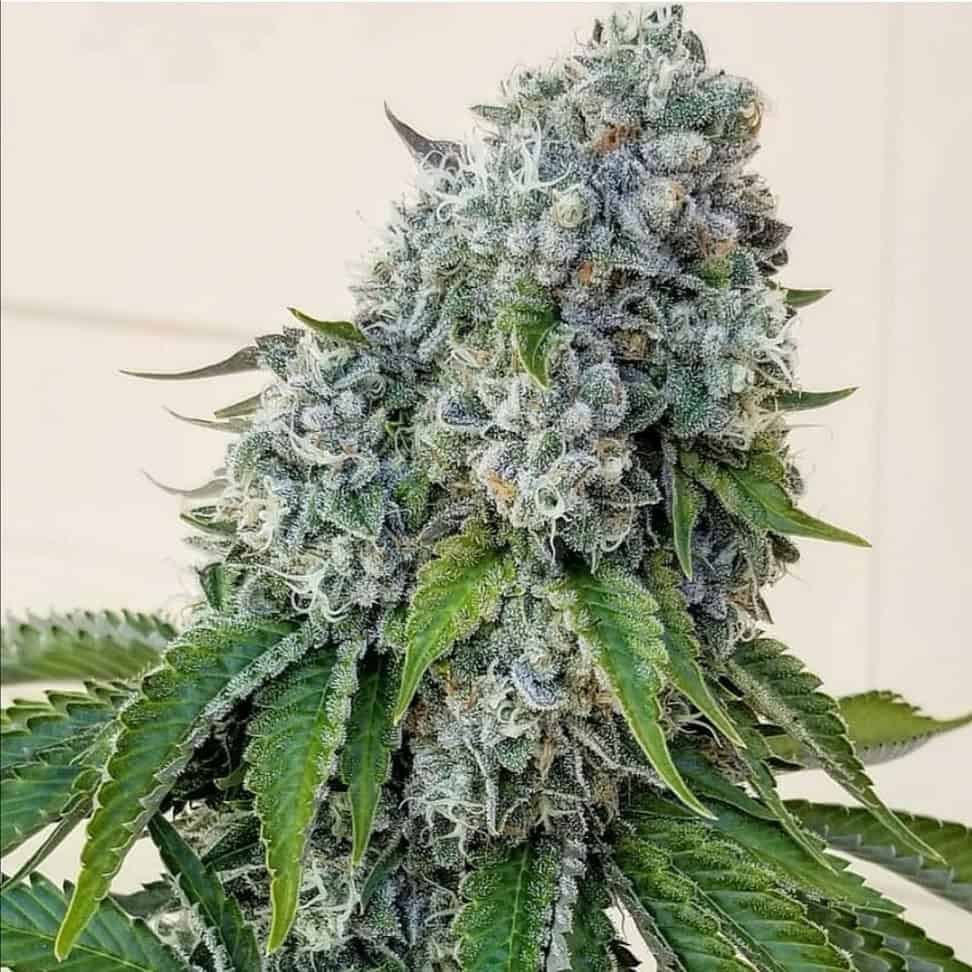 High-quality cannabis flower with dense buds and frosty trichomes for premium quality.