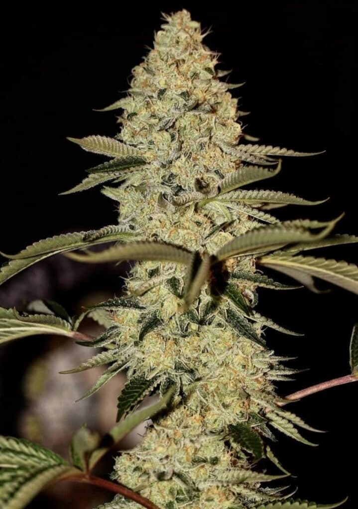 High-quality cannabis bud with dense trichomes and vibrant green hues.