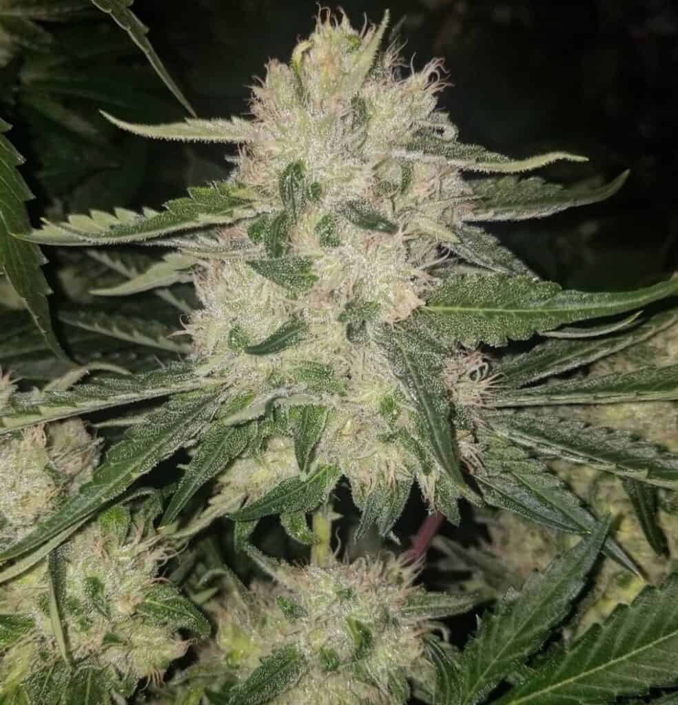 Mature cannabis plant with dense buds and vibrant green leaves.