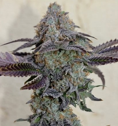 Close-up of a mature purple cannabis bud with trichomes and vibrant leaves.