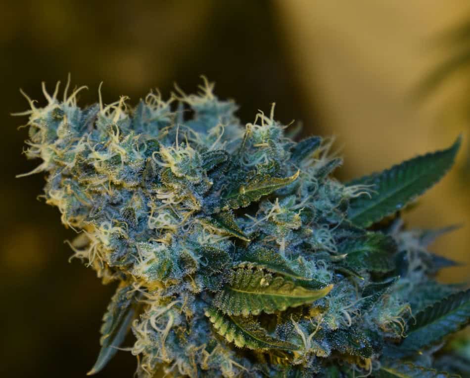 High-quality cannabis bud with dense trichomes and vibrant green leaves. Perfect for relaxation and.