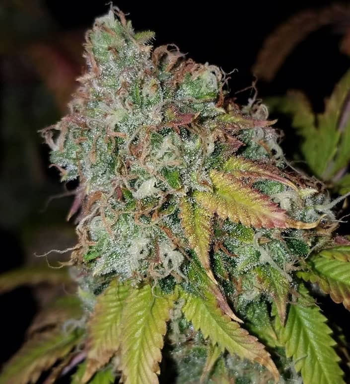 Close-up of a frosty cannabis bud with vibrant green and purple hues.