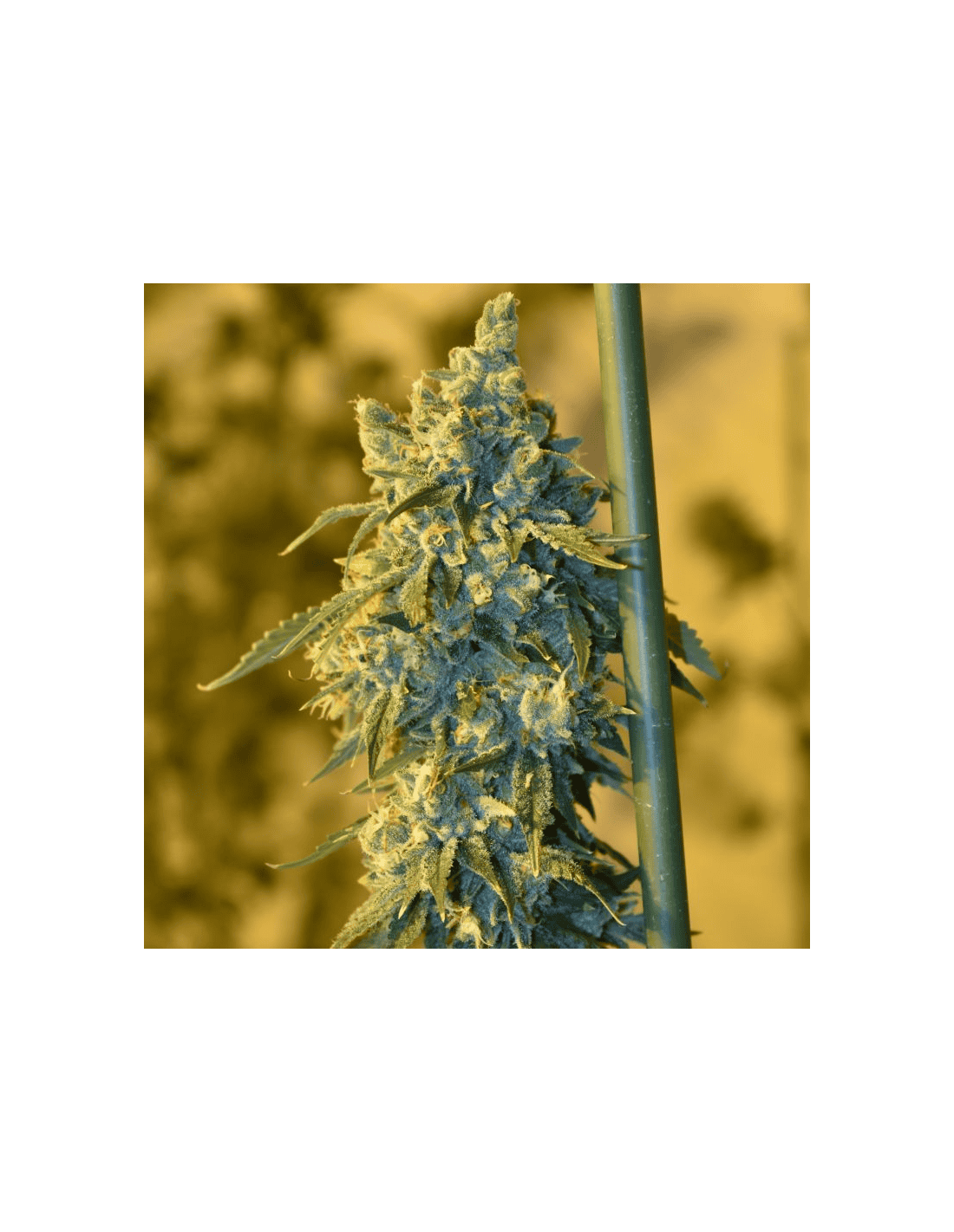 OSG Cheese