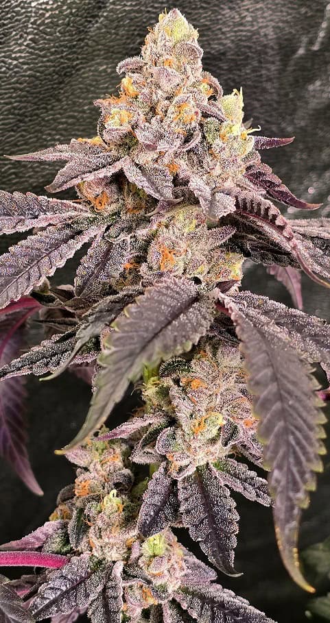 High-quality Golden Goose cannabis strain with vibrant purple hues and dense buds. Perfect for conno.