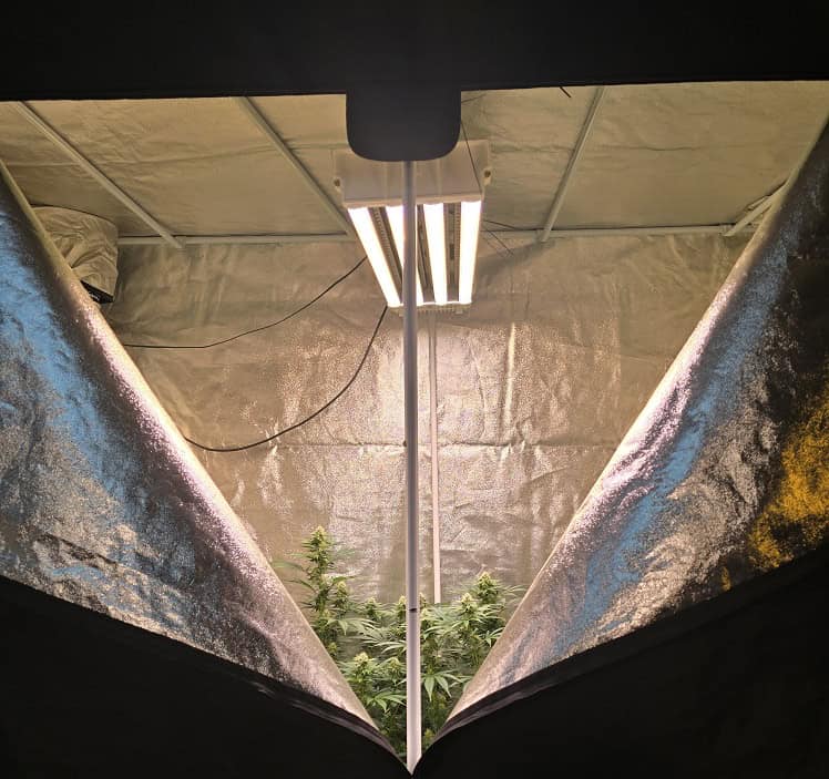 Indoor cannabis grow tent with LED lighting and plants in a controlled environment.