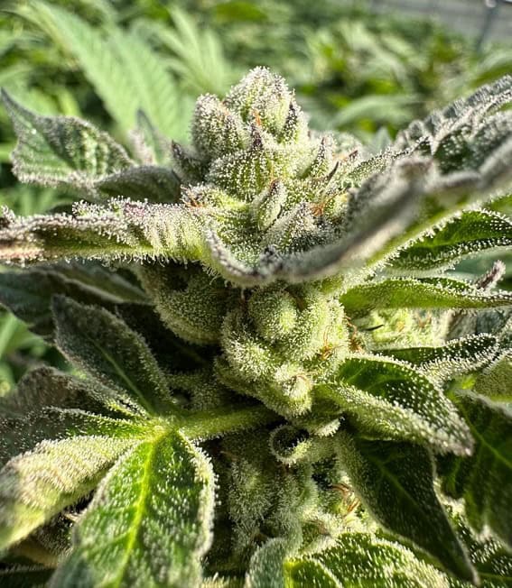 Close-up of a flowering cannabis plant with dense buds and trichomes.