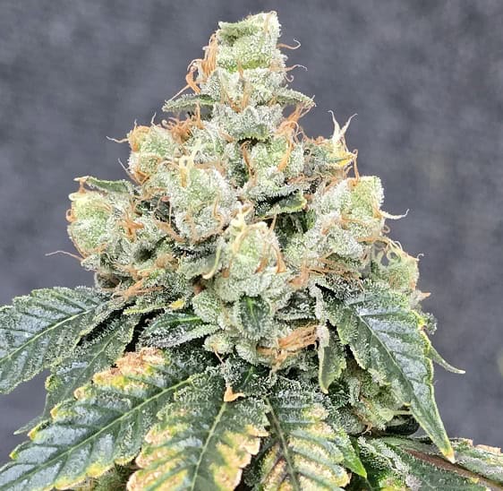 Close-up of a dense, frosty cannabis bud with vibrant green leaves and orange pistils.