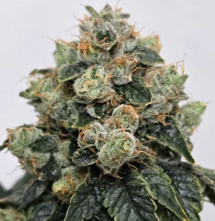 High-quality Golden Goose cannabis flower with dense buds and vibrant green hues.