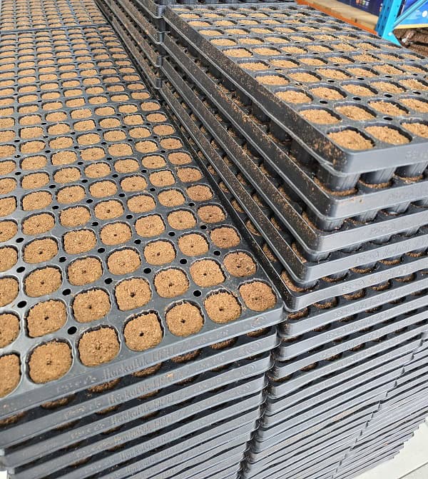 Seedling trays with soil for plant propagation at Golden Goose.