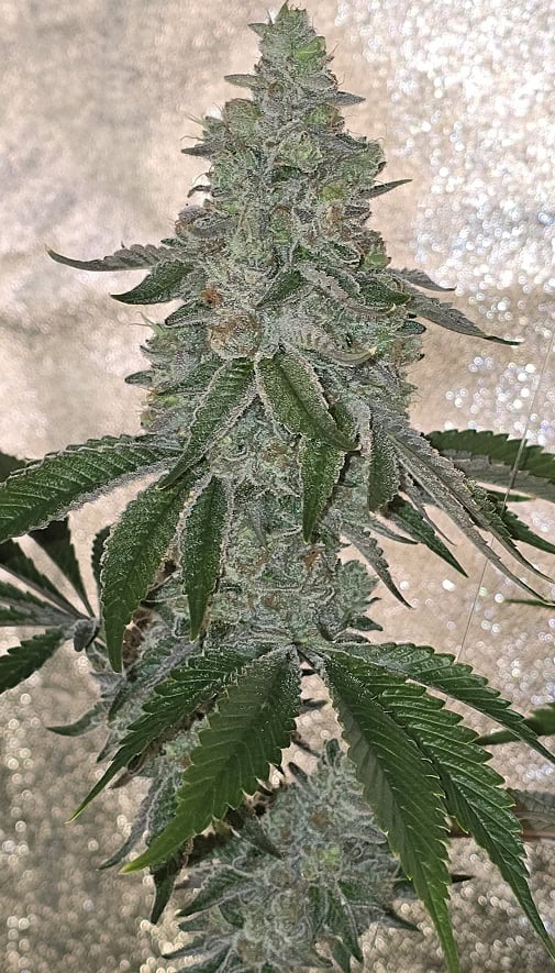 High-quality Golden Goose cannabis plant with dense buds and vibrant green leaves. Perfect for conno.