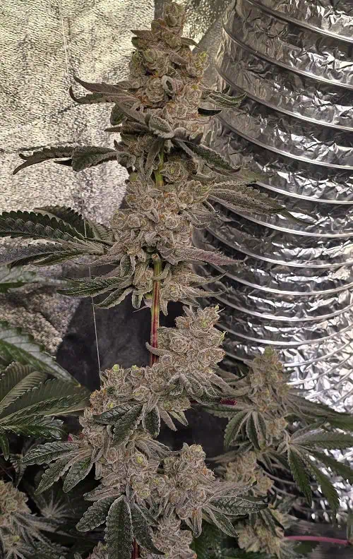 Mature cannabis plant with dense buds and trichomes, indoor cultivation setup.